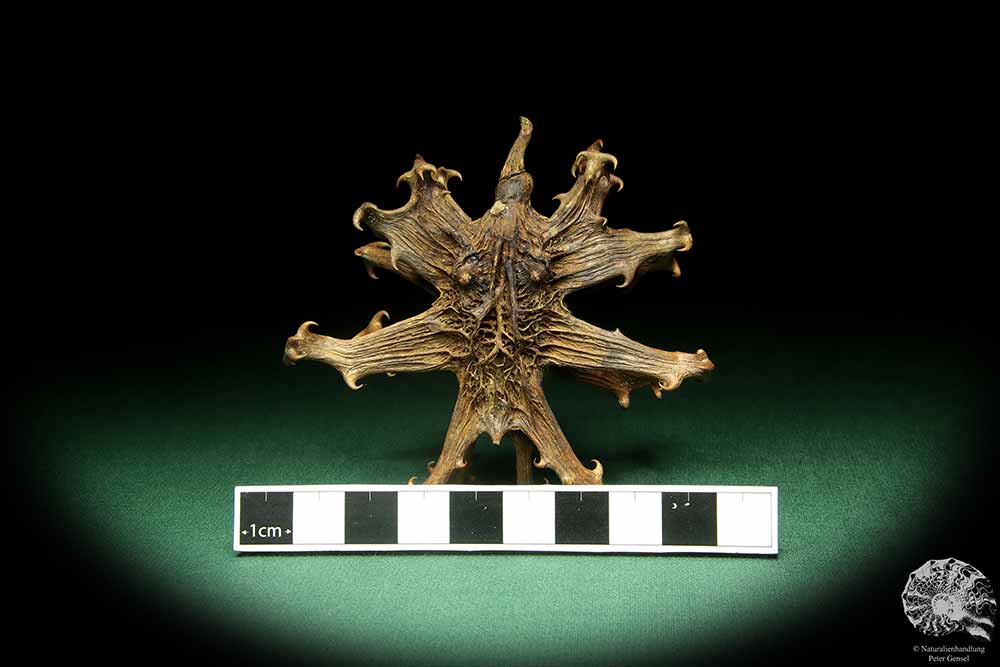 Harpagophytum procumbens (18905) a dried fruit from South Africa | Dried fruit