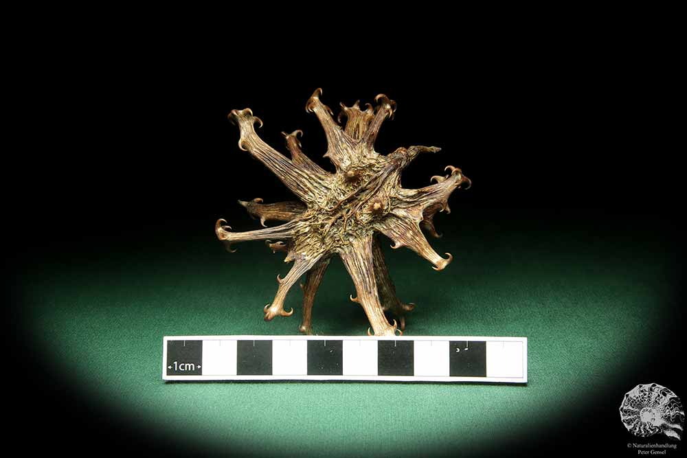 Harpagophytum procumbens (18910) a dried fruit from South Africa | Dried fruit