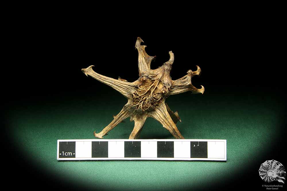 Harpagophytum procumbens (18915) a dried fruit from South Africa | Dried fruit