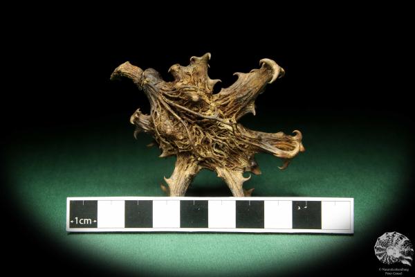 Harpagophytum procumbens (18921) a dried fruit from South Africa | Dried fruit