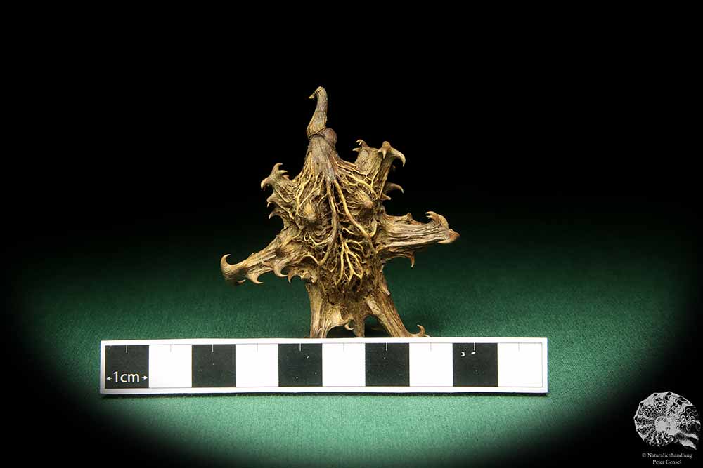 Harpagophytum procumbens (18922) a dried fruit from South Africa | Dried fruit