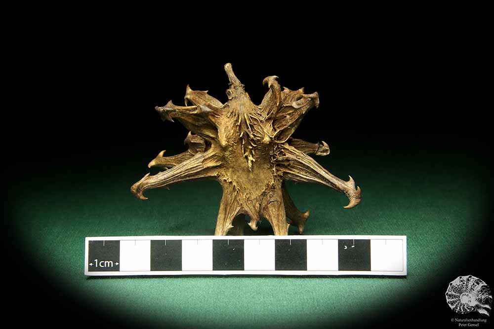 Harpagophytum procumbens (18924) a dried fruit from South Africa | Dried fruit