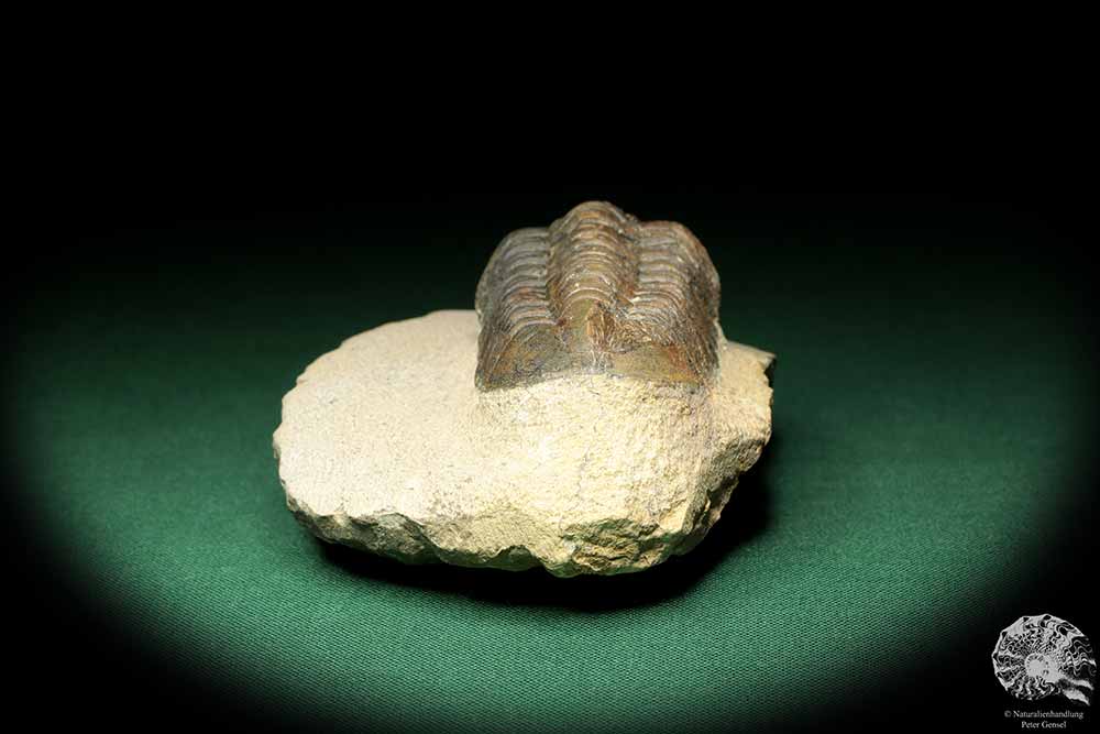 Reedops cephalotes hamlagdadianus (18937) a trilobite from Morocco | Fossils | Trilobites