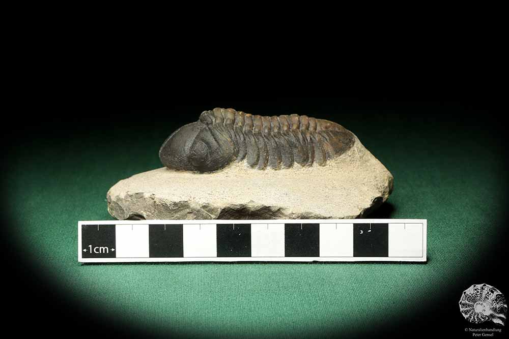 Reedops cephalotes hamlagdadianus (18937) a trilobite from Morocco | Fossils | Trilobites