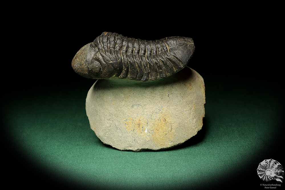 Reedops cephalotes hamlagdadianus (18938) a trilobite from Morocco | Fossils | Trilobites