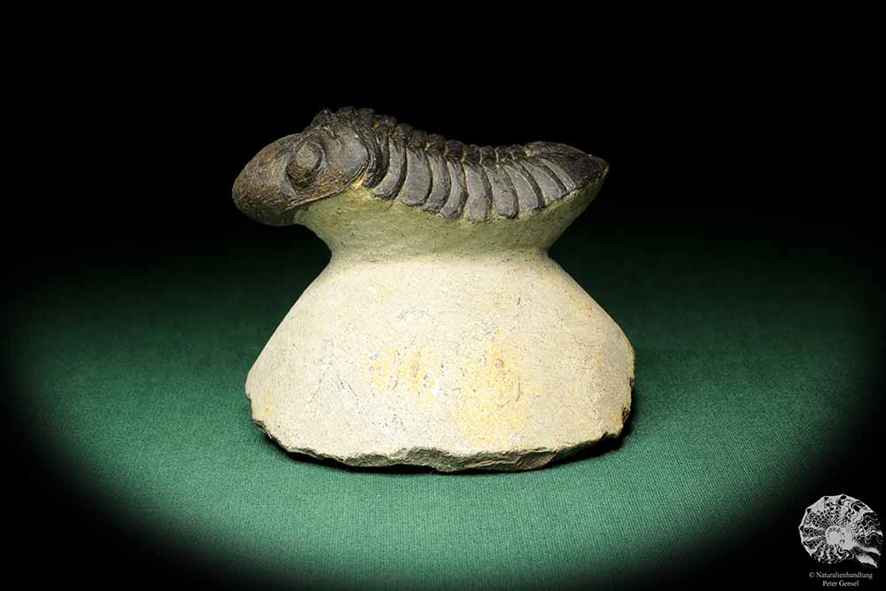 Reedops cephalotes hamlagdadianus (18938) a trilobite from Morocco | Fossils | Trilobites