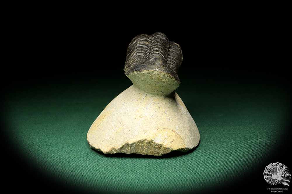 Reedops cephalotes hamlagdadianus (18938) a trilobite from Morocco | Fossils | Trilobites