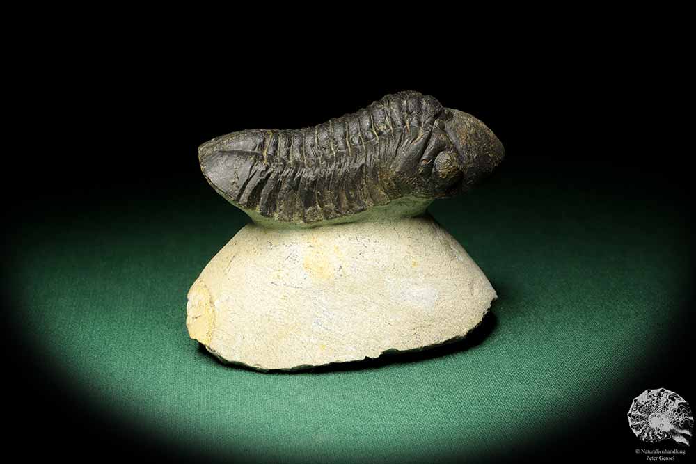 Reedops cephalotes hamlagdadianus (18938) a trilobite from Morocco | Fossils | Trilobites