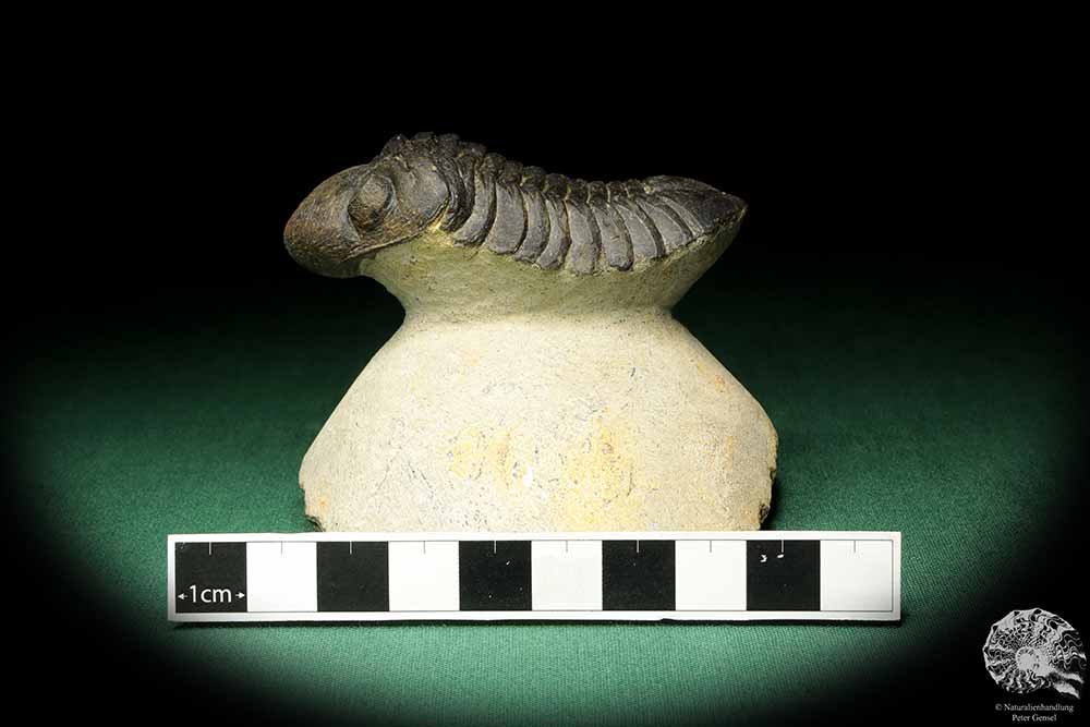 Reedops cephalotes hamlagdadianus (18938) ein Trilobit aus Marokko | Fossilien | Trilobiten