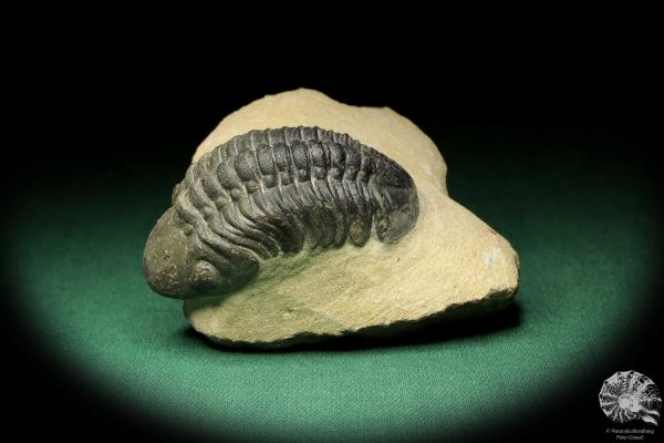 Reedops cephalotes hamlagdadianus (18939) ein Trilobit aus Marokko | Fossilien | Trilobiten