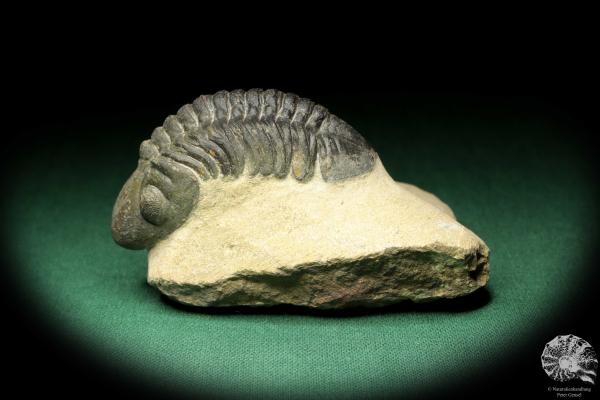 Reedops cephalotes hamlagdadianus (18939) a trilobite from Morocco | Fossils | Trilobites