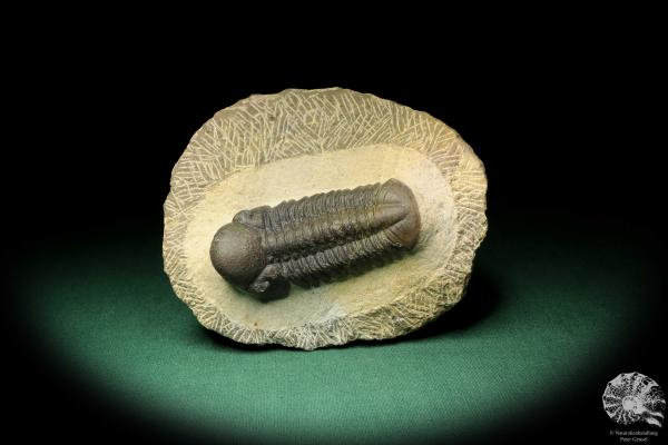 Reedops cephalotes hamlagdadianus (18940) a trilobite from Morocco | Fossils | Trilobites