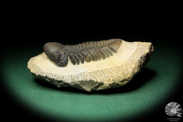 Reedops cephalotes hamlagdadianus (18940) a trilobite from Morocco | Fossils | Trilobites