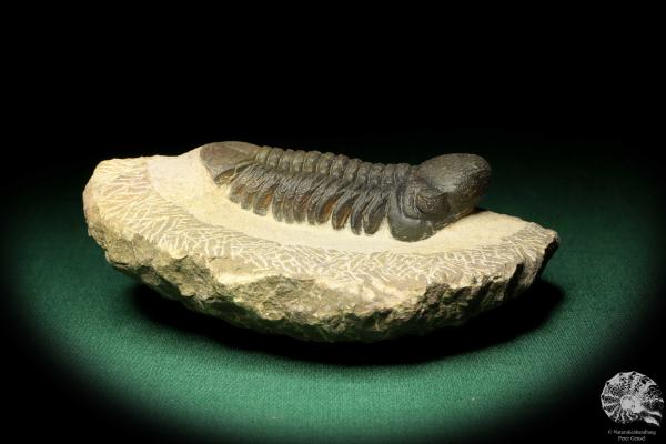 Reedops cephalotes hamlagdadianus (18940) a trilobite from Morocco | Fossils | Trilobites