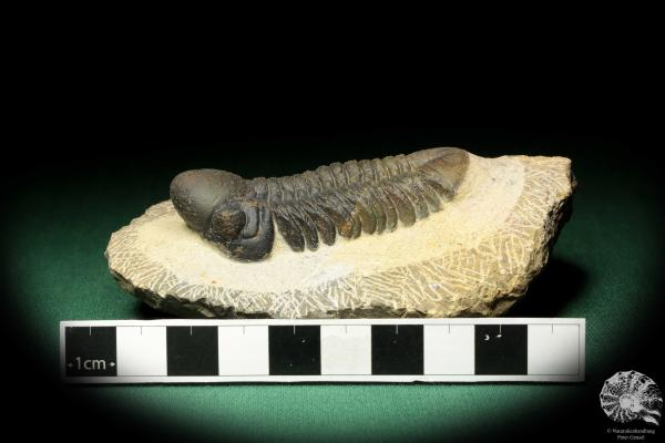 Reedops cephalotes hamlagdadianus (18940) a trilobite from Morocco | Fossils | Trilobites