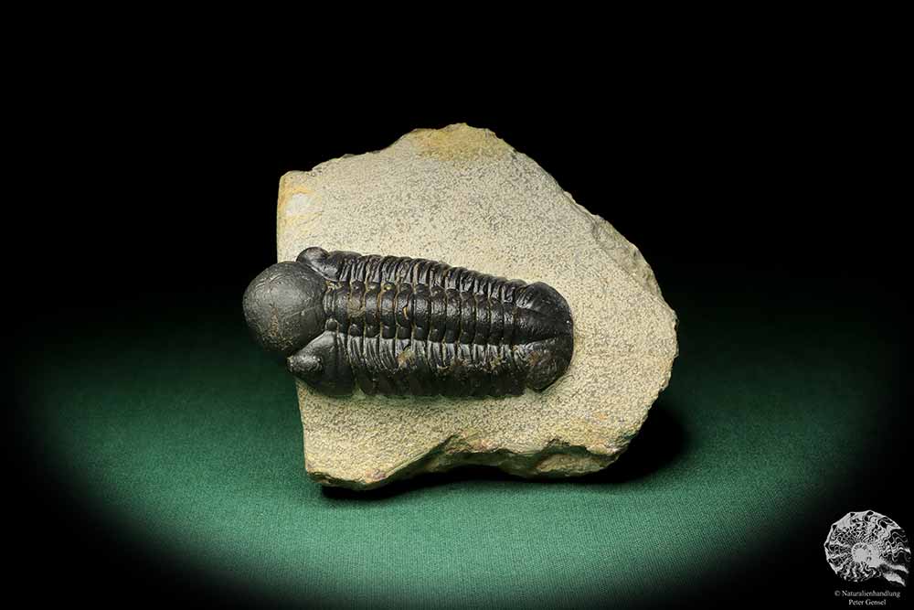 Reedops cephalotes hamlagdadianus (18941) ein Trilobit aus Marokko | Fossilien | Trilobiten