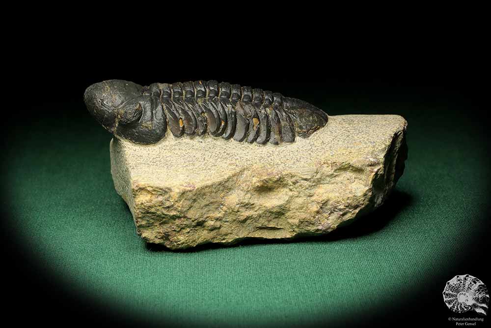 Reedops cephalotes hamlagdadianus (18941) ein Trilobit aus Marokko | Fossilien | Trilobiten