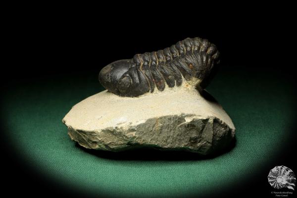 Reedops cephalotes hamlagdadianus (18942) ein Trilobit aus Marokko | Fossilien | Trilobiten