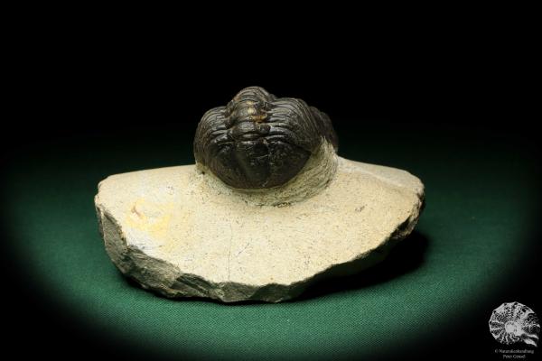 Reedops cephalotes hamlagdadianus (18942) ein Trilobit aus Marokko | Fossilien | Trilobiten