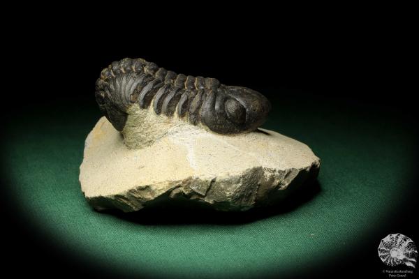 Reedops cephalotes hamlagdadianus (18942) ein Trilobit aus Marokko | Fossilien | Trilobiten