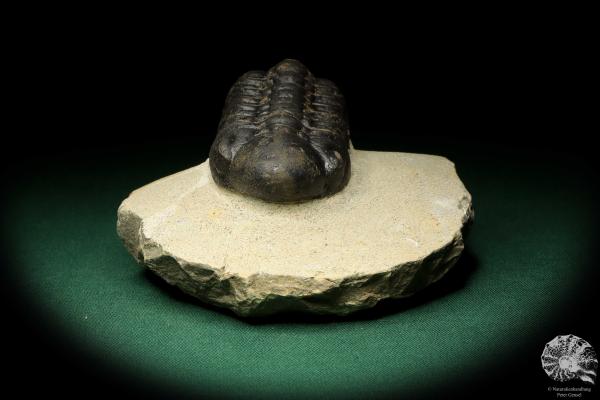 Reedops cephalotes hamlagdadianus (18942) a trilobite from Morocco | Fossils | Trilobites