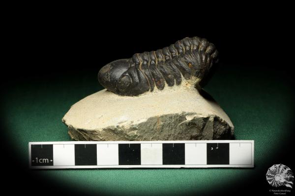 Reedops cephalotes hamlagdadianus (18942) ein Trilobit aus Marokko | Fossilien | Trilobiten