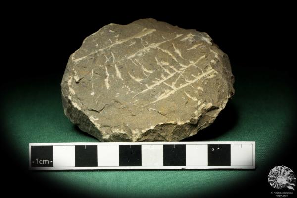 Reedops cephalotes hamlagdadianus (18942) a trilobite from Morocco | Fossils | Trilobites