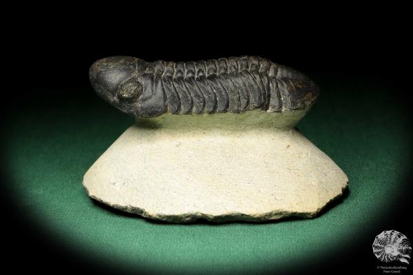 Reedops cephalotes hamlagdadianus (18943) a trilobite from Morocco | Fossils | Trilobites