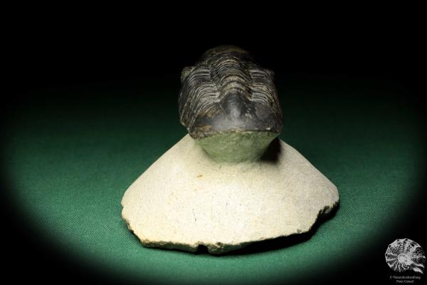 Reedops cephalotes hamlagdadianus (18943) a trilobite from Morocco | Fossils | Trilobites