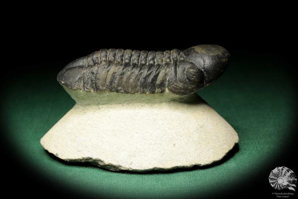 Reedops cephalotes hamlagdadianus (18943) a trilobite from Morocco | Fossils | Trilobites