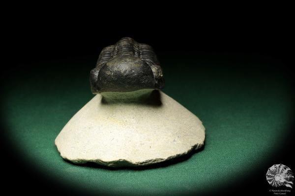 Reedops cephalotes hamlagdadianus (18943) a trilobite from Morocco | Fossils | Trilobites