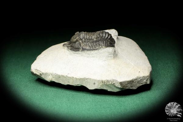 Diademaproetus cf. antatlasius (18944) a trilobite from Southeast Morocco | Fossils | Trilobites