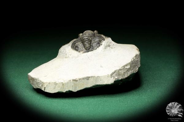 Diademaproetus cf. antatlasius (18944) a trilobite from Southeast Morocco | Fossils | Trilobites