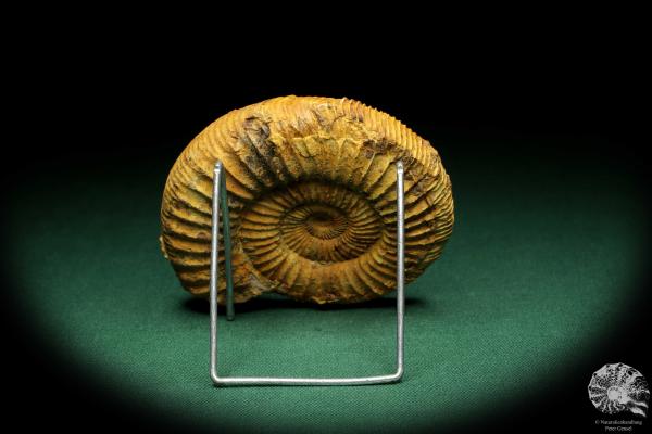 Perisphinctes spec. (18954) a cephalopod from Madagascar | Fossils | Cephalopods