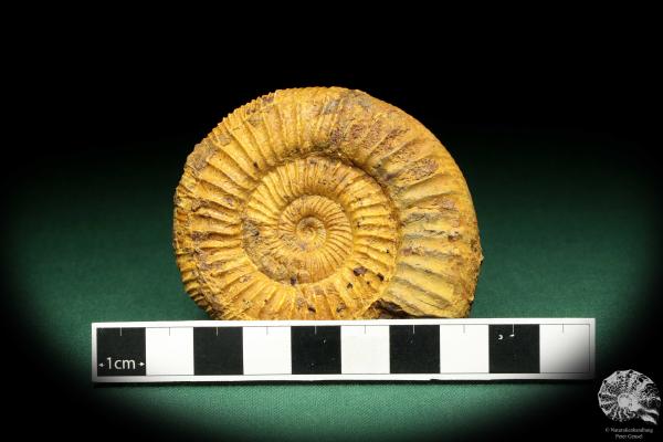 Perisphinctes spec. (18954) ein Kopffüßer aus Madagaskar | Fossilien | Kopffüßer