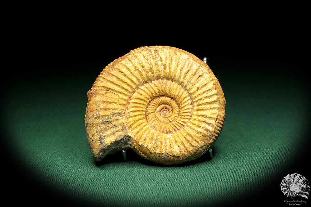 Perisphinctes spec. (18955) ein Kopffüßer aus Madagaskar | Fossilien | Kopffüßer