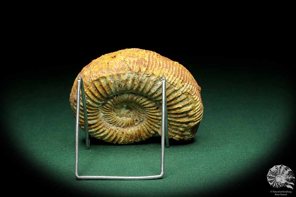 Perisphinctes spec. (18955) a cephalopod from Madagascar | Fossils | Cephalopods