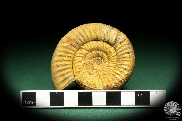 Perisphinctes spec. (18957) ein Kopffüßer aus Madagaskar | Fossilien | Kopffüßer