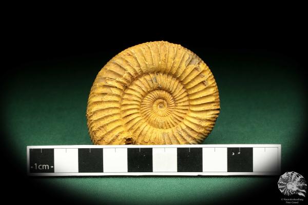 Perisphinctes spec. (18959) a cephalopod from Madagascar | Fossils | Cephalopods