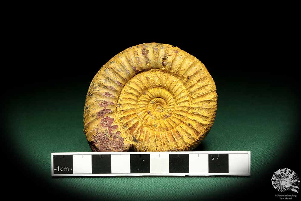 Perisphinctes spec. (18960) a cephalopod from Madagascar | Fossils | Cephalopods