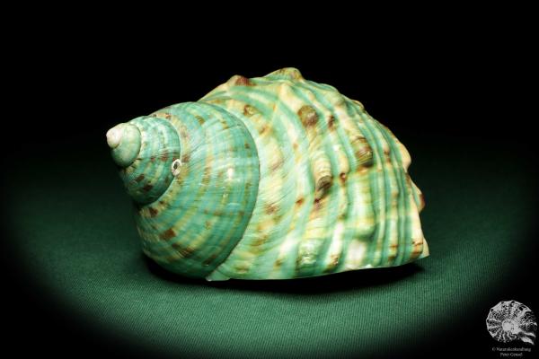 Turbo imperialis (18989) a snail from East Africa | Conchylia | Snails