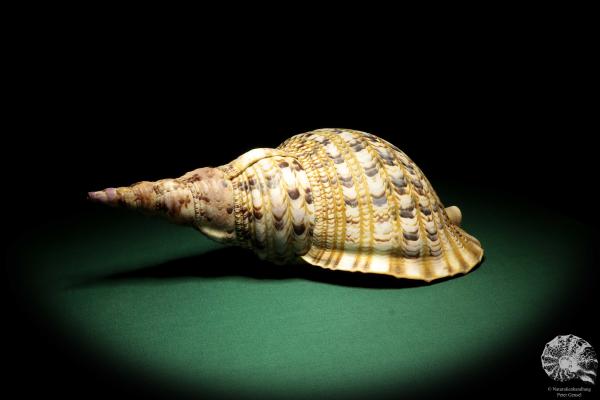 Charonia tritonis (19025) a snail from Philippines | Conchylia | Snails