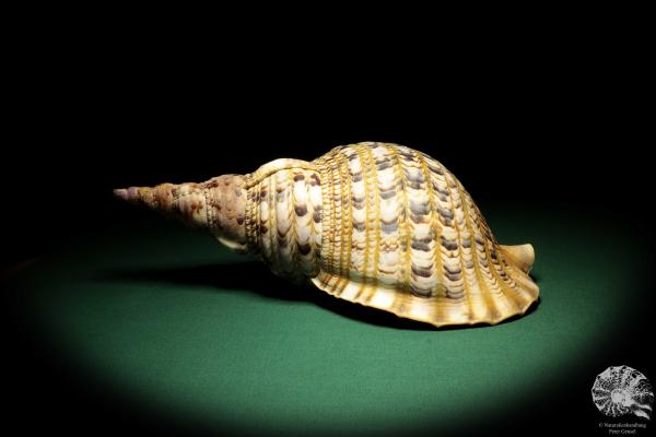 Charonia tritonis (19025) a snail from Philippines | Conchylia | Snails