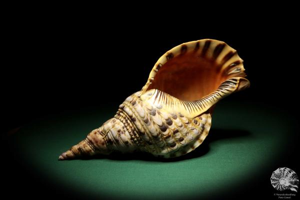 Charonia tritonis (19025) a snail from Philippines | Conchylia | Snails