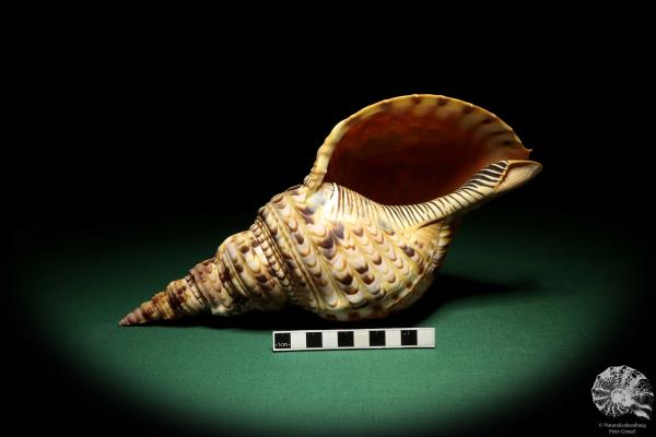 Charonia tritonis (19029) a snail from Philippines | Conchylia | Snails