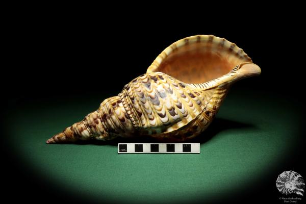 Charonia tritonis (19034) a snail from Philippines | Conchylia | Snails