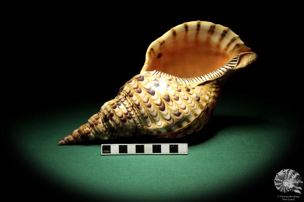 Charonia tritonis (19036) a snail from Philippines | Conchylia | Snails