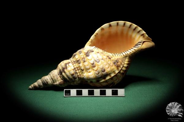 Charonia tritonis (19040) eine Schnecke aus Philippinen | Conchylien | Schnecken