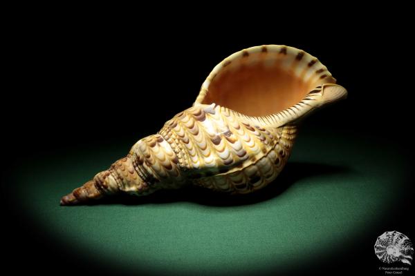 Charonia tritonis (19041) a snail from Philippines | Conchylia | Snails