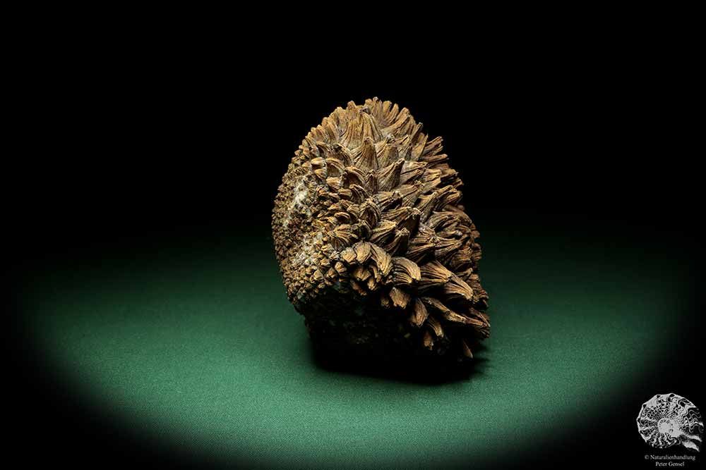 Phytelephas macrocarpa (19063) a dried fruit from South America | Dried fruit